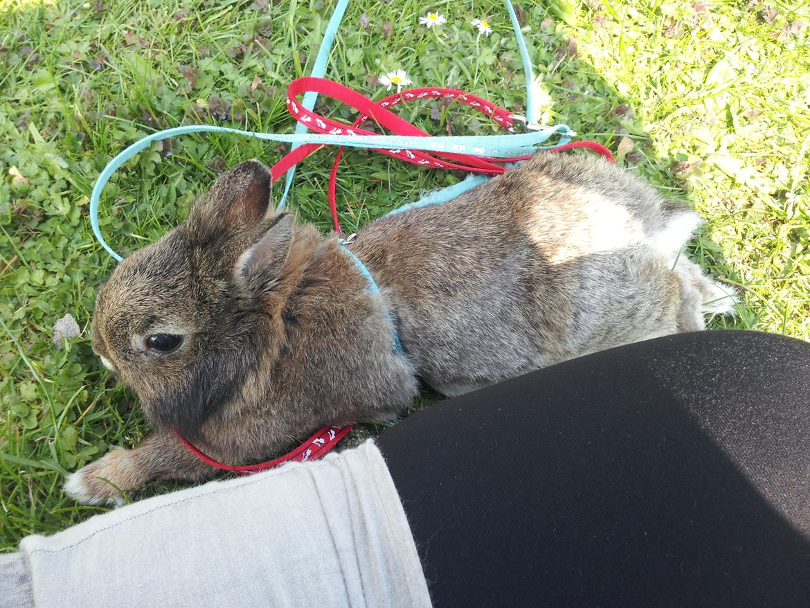 Kanin Brocks Arks Simba - Hyggestund i haven billede 2