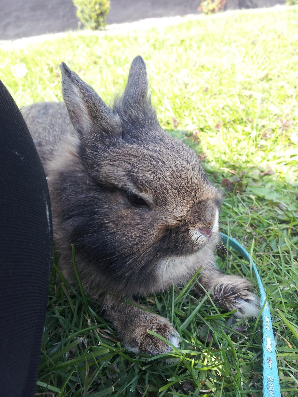 Kanin Brocks Arks Simba - Min lille elskling <3 billede 3