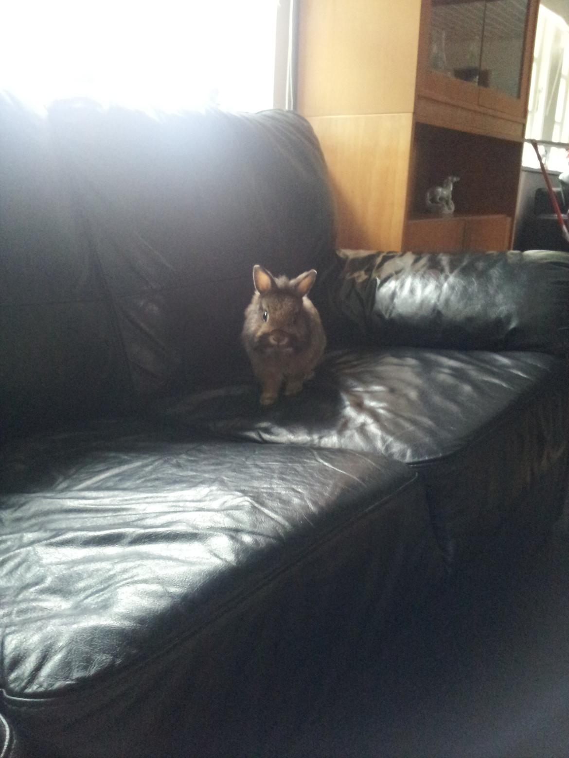 Kanin Brocks Arks Simba - Og vupti, så hoppede man da selv lige op i sofaen, selvom man ikke er større end 2 par træsko :-P billede 4