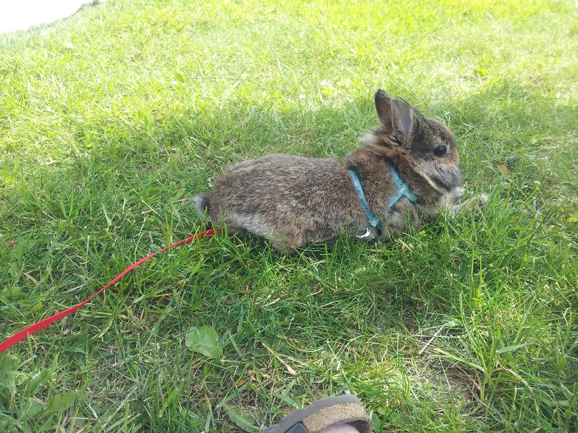 Kanin Brocks Arks Simba - Puh, det er hårdt og være til opvisning i Land og Fritid. billede 5