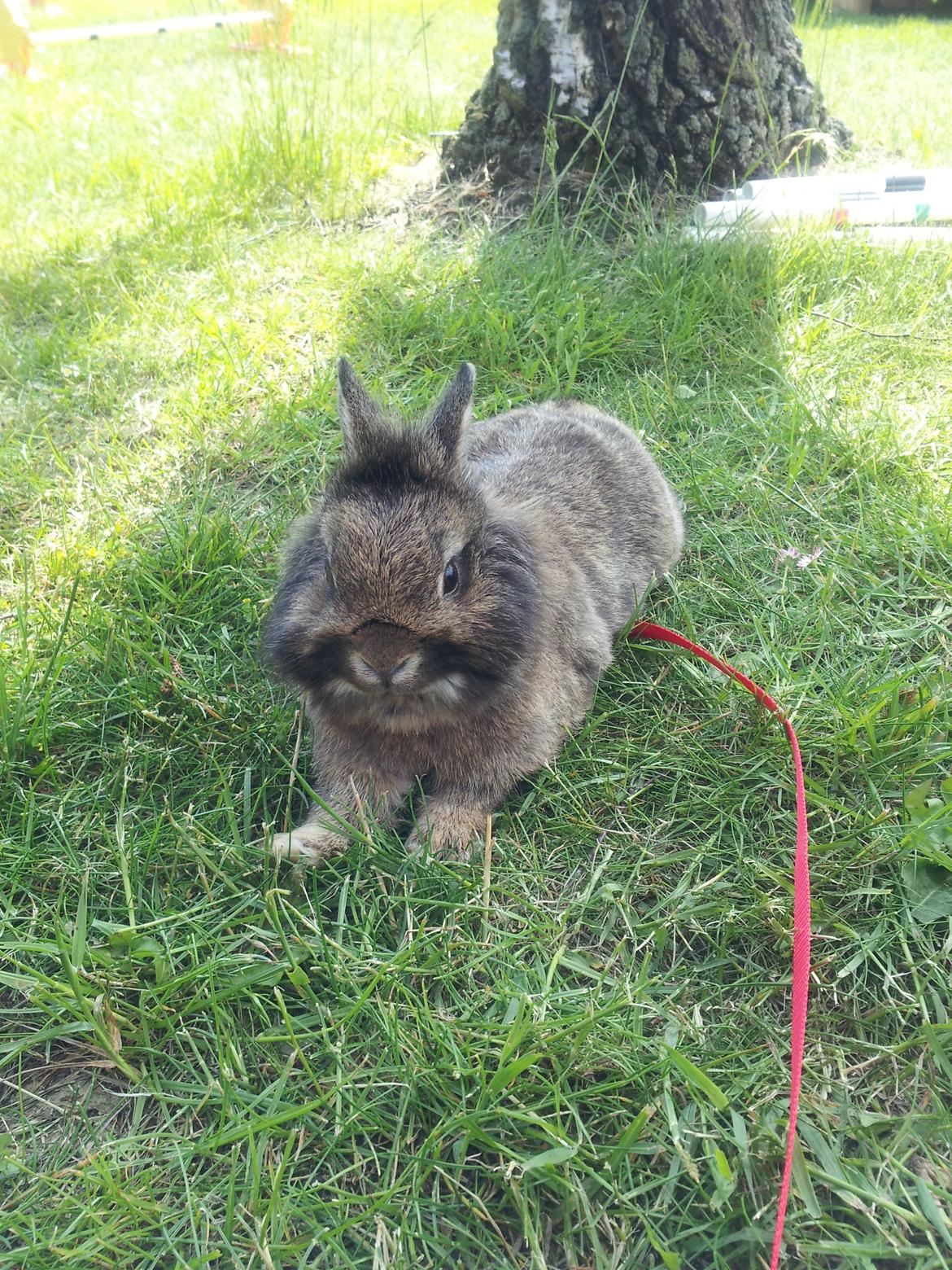 Kanin Brocks Arks Simba - <3 billede 6