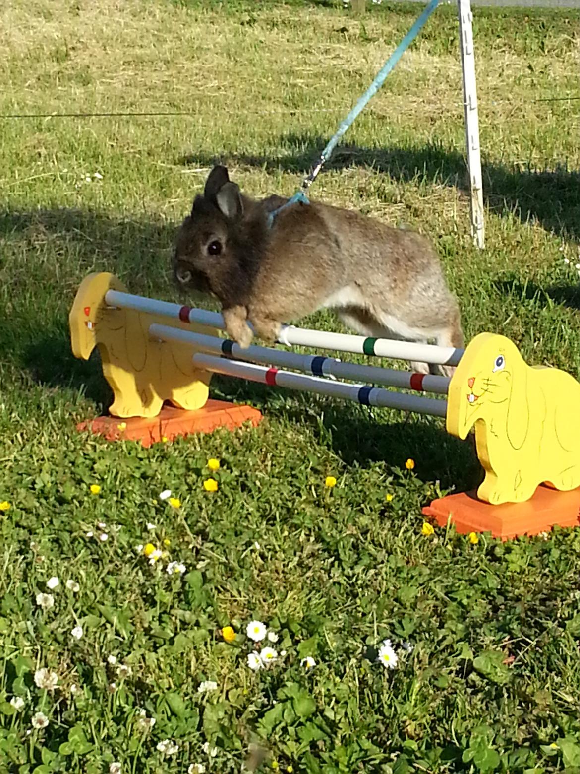 Kanin Brocks Arks Simba - Træning hjemme i haven billede 7