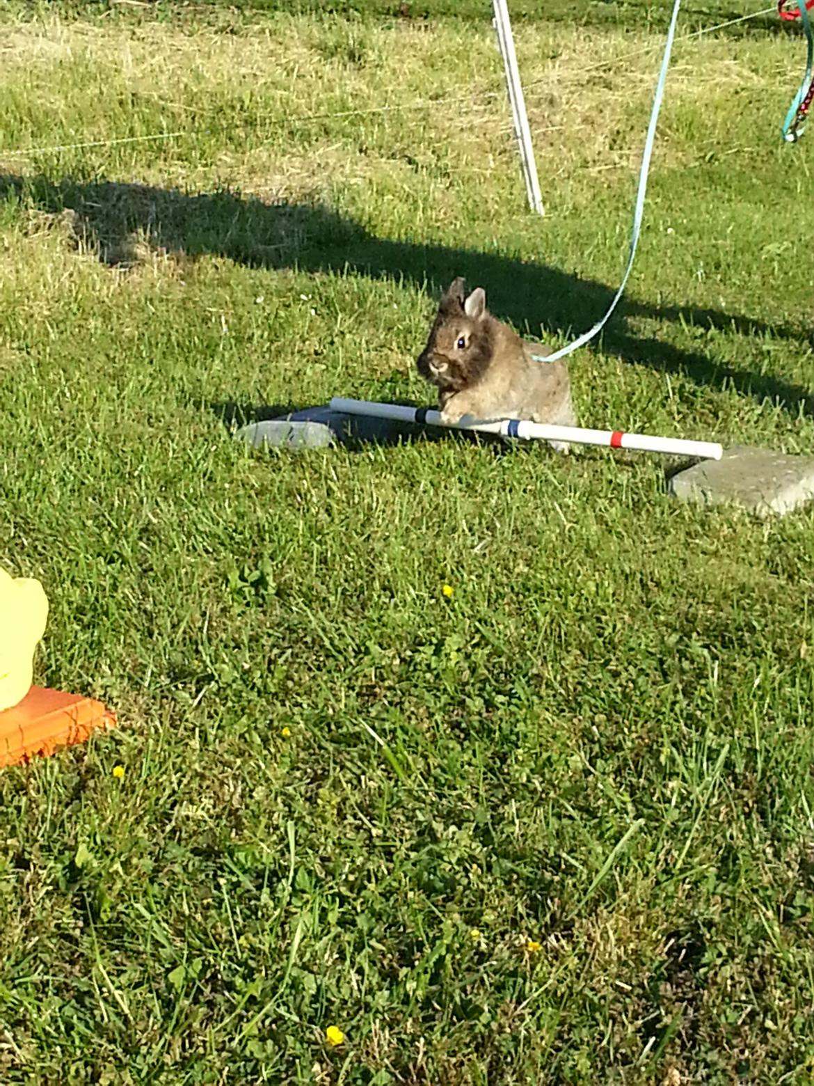 Kanin Brocks Arks Simba - Og igen billede 8