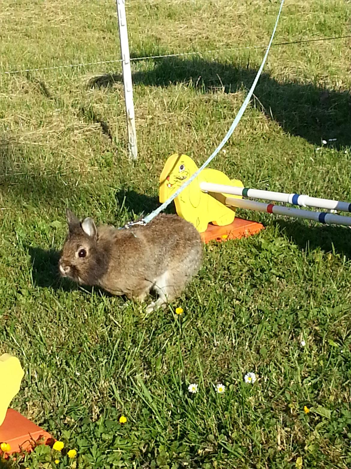 Kanin Brocks Arks Simba - Wroooommm :-D billede 9