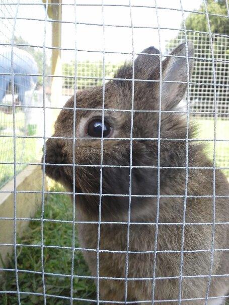 Kanin Brocks Arks Simba - I løbegård <3 billede 10