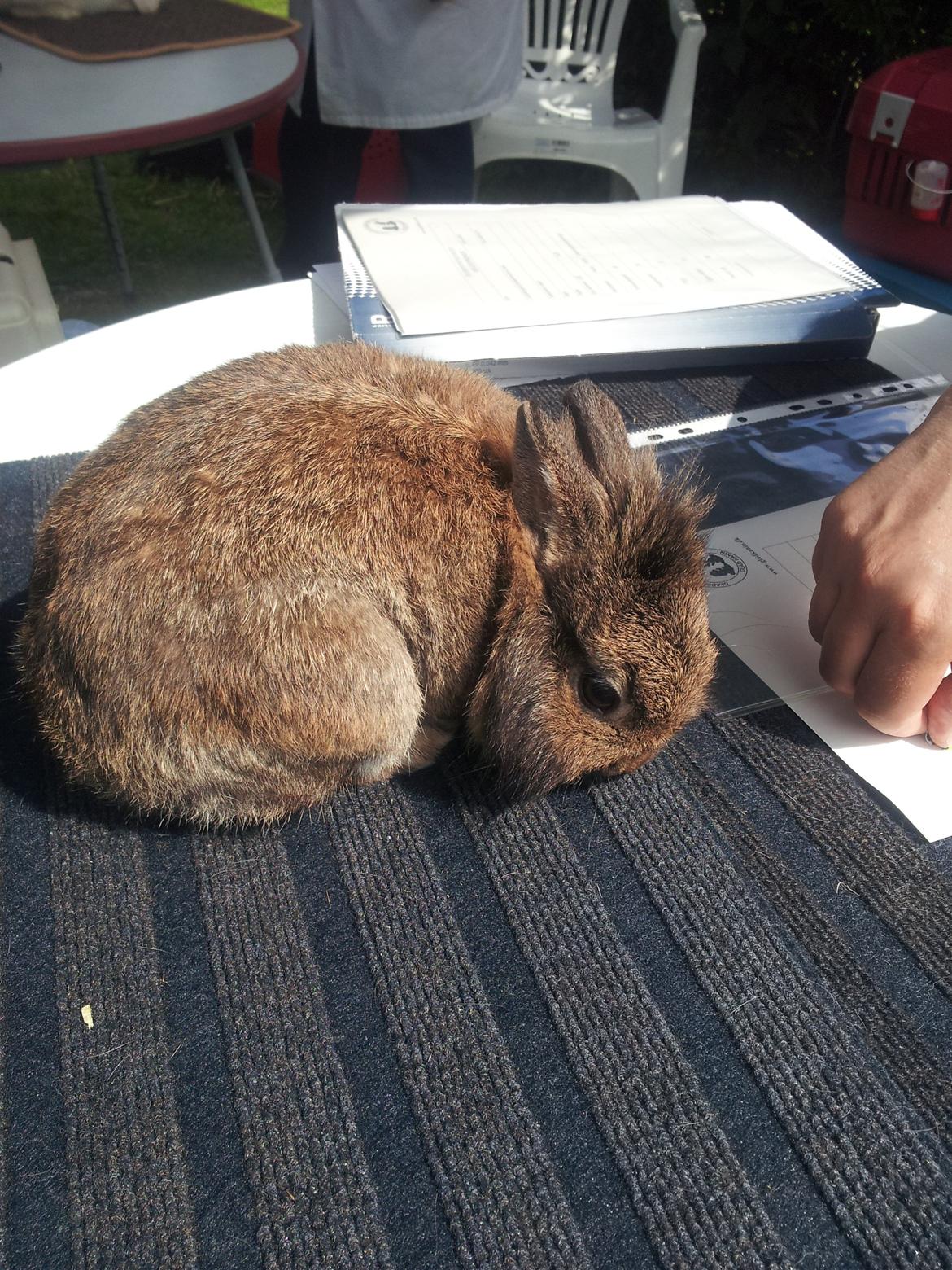 Kanin Brocks Arks Simba - Simba på podiet til Kælekanin bedømmelse hos Glad Kanin i Gladsaxe. 76 point ud af 80. <3 billede 11