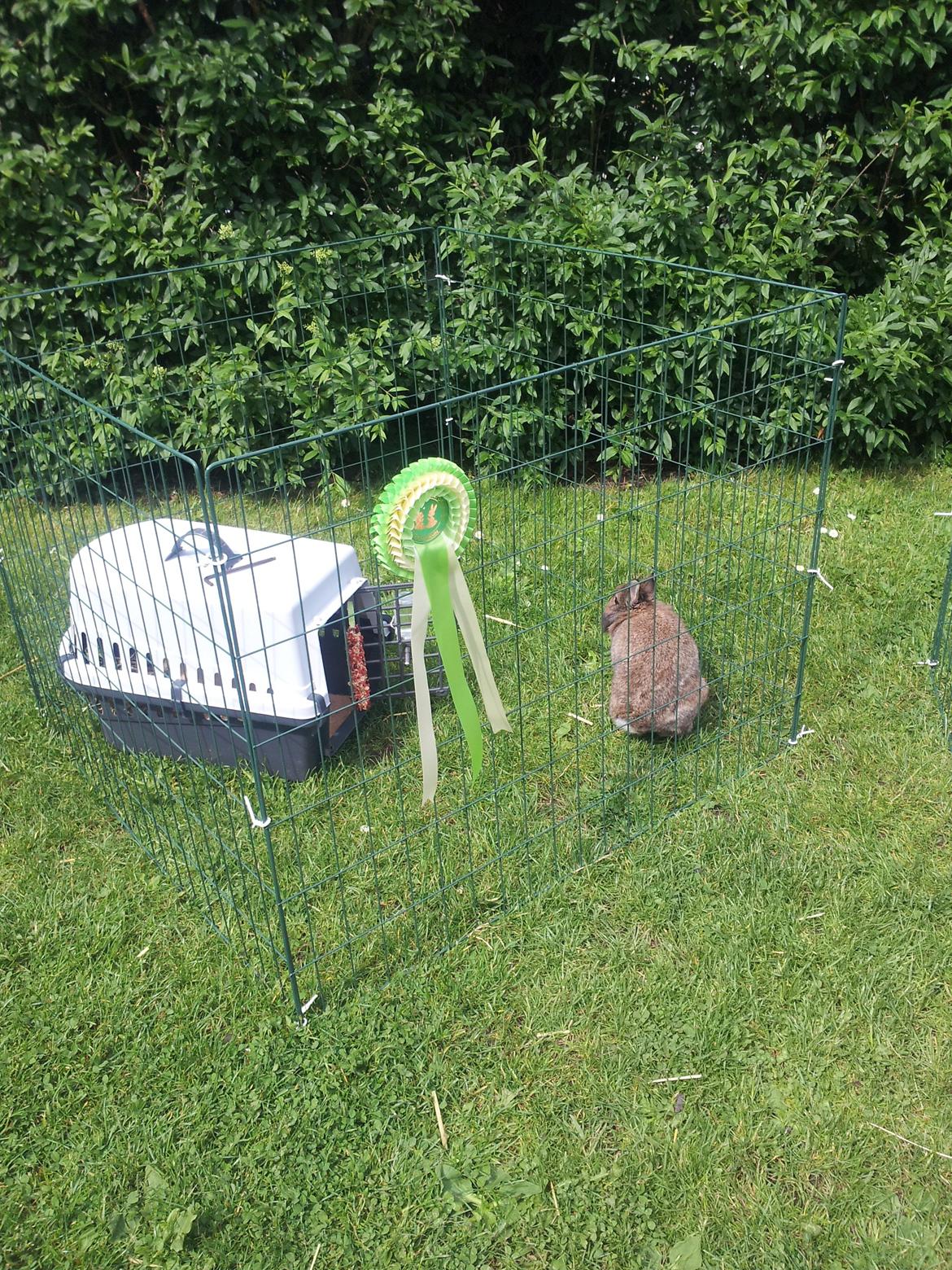 Kanin Brocks Arks Simba - Dejlige dreng <3 billede 12