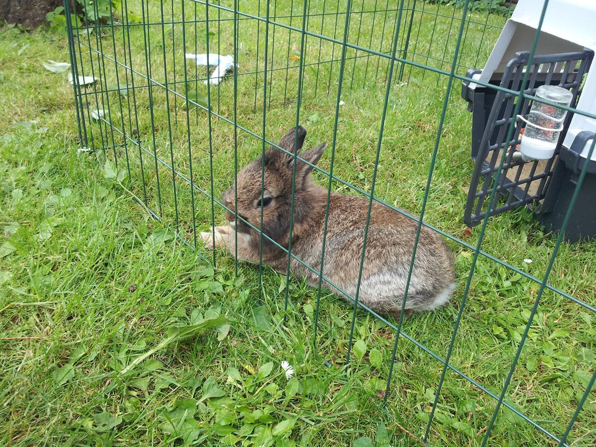 Kanin Brocks Arks Simba - <3<3<3 billede 13