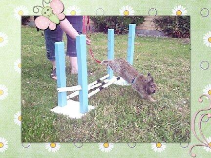 Kanin Brocks Arks Simba - Første gang Simba var med i byen og hoppe. Opvisning ved Land og Fritid i Nakskov. Så fik vi blod på tanden, for han elskede det jo, den lille mand. billede 15