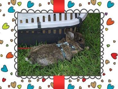 Kanin Brocks Arks Simba - En velfortjent slapper billede 16