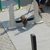 Kanin Brocks Arks Simba - Til opvisning ved børnedyrskue i Maribo billede 17