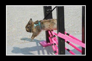 Kanin Brocks Arks Simba - Og igen <3 billede 18