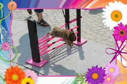 Kanin Brocks Arks Simba - Og igen igen <3 billede 19