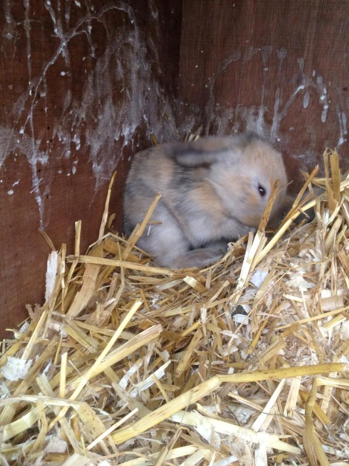 Kanin Prinsesse R.I.P billede 2