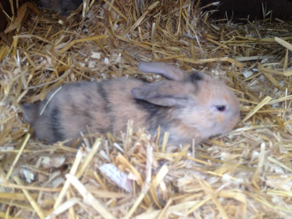 Kanin Prinsesse R.I.P billede 3