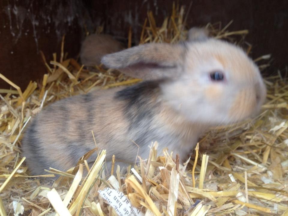 Kanin Prinsesse R.I.P billede 4