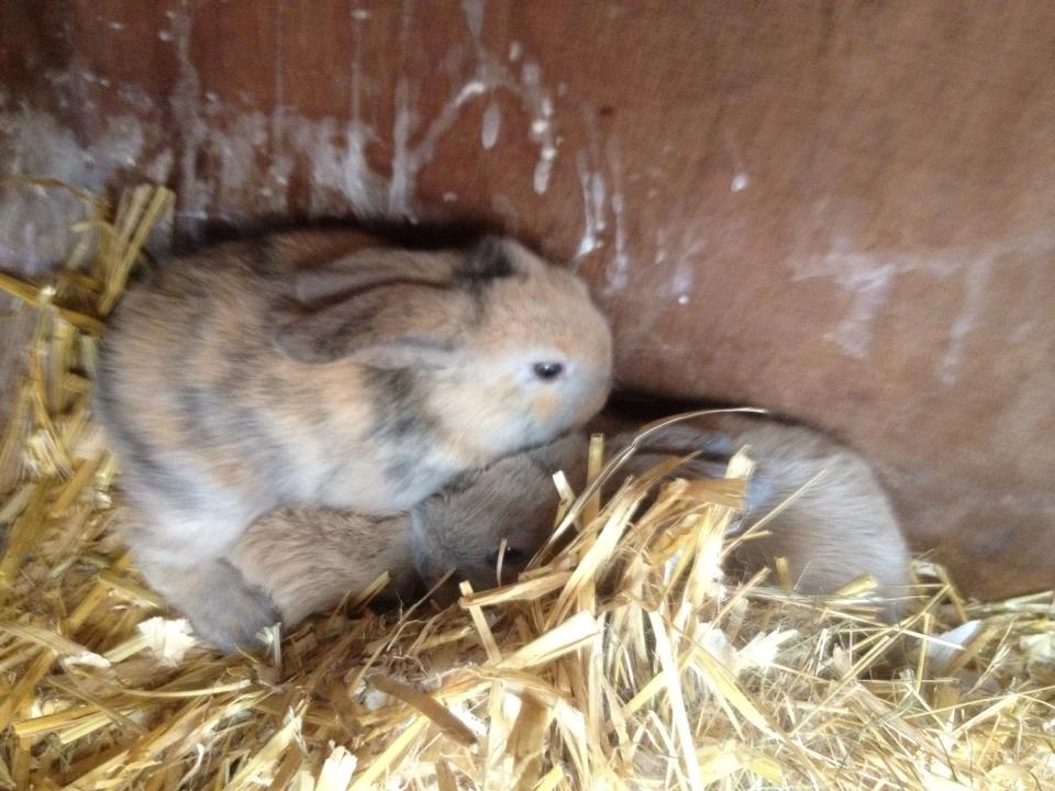 Kanin Prinsesse R.I.P billede 5