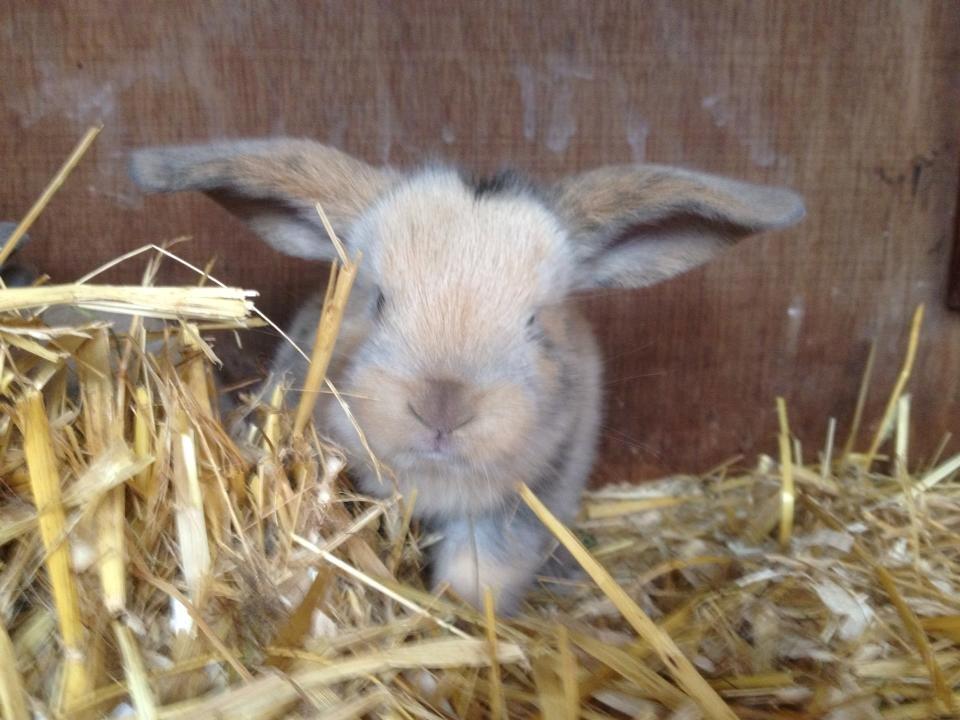 Kanin Prinsesse R.I.P billede 6