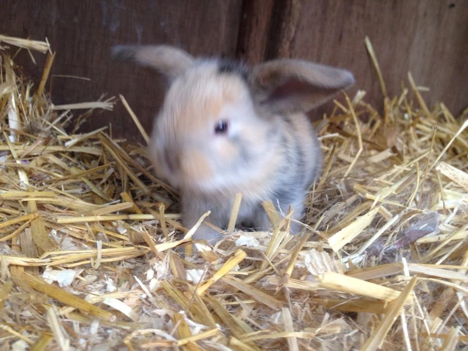 Kanin Prinsesse R.I.P billede 7