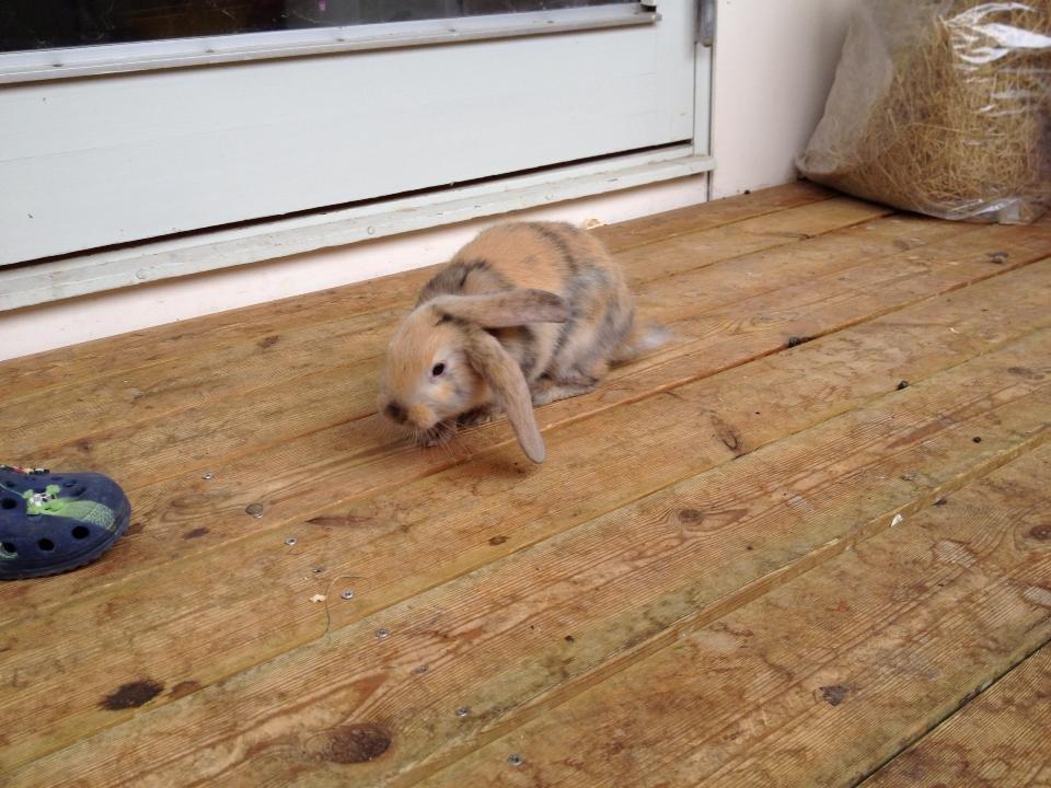 Kanin Prinsesse R.I.P billede 9