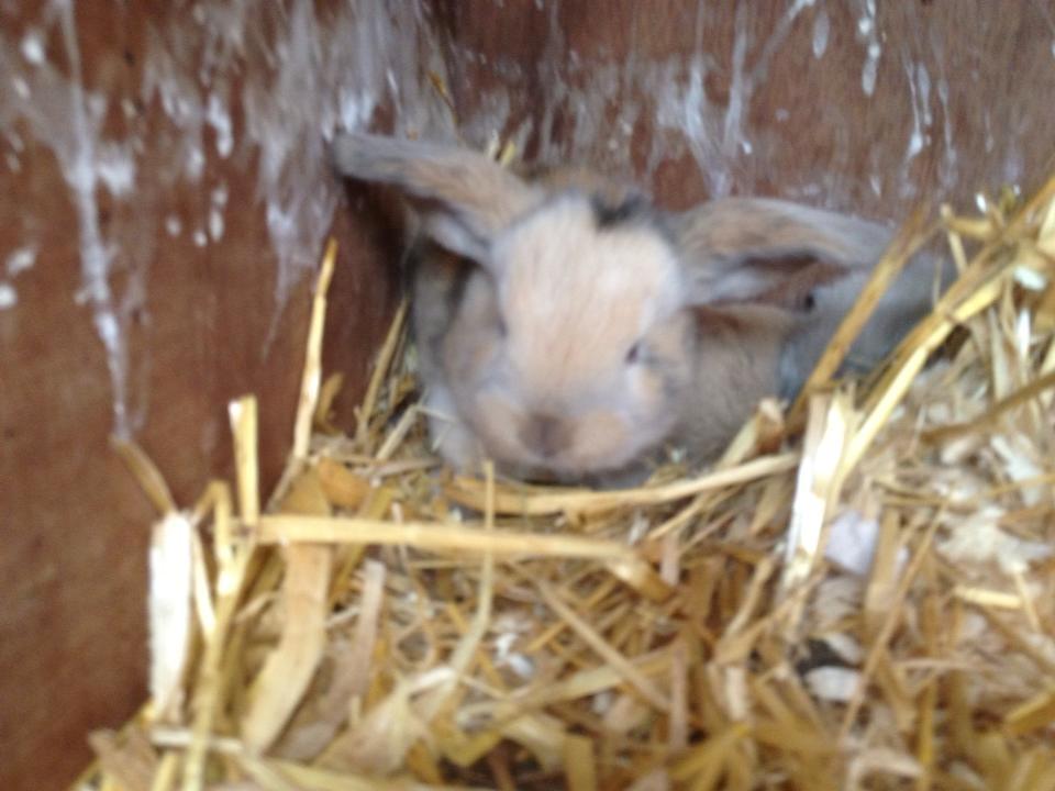 Kanin Prinsesse R.I.P billede 8