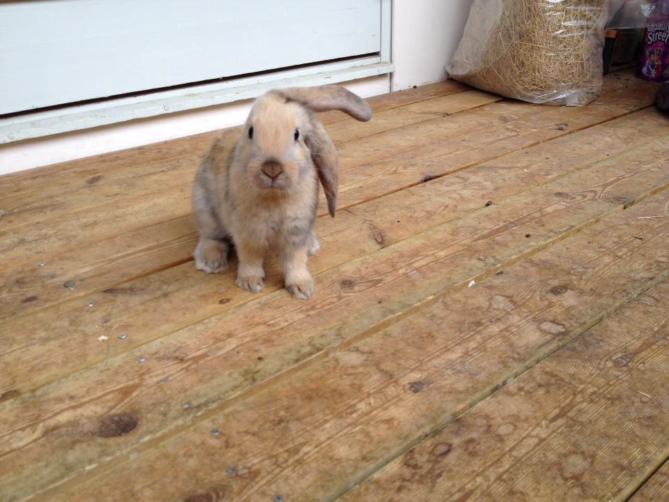 Kanin Prinsesse R.I.P billede 10