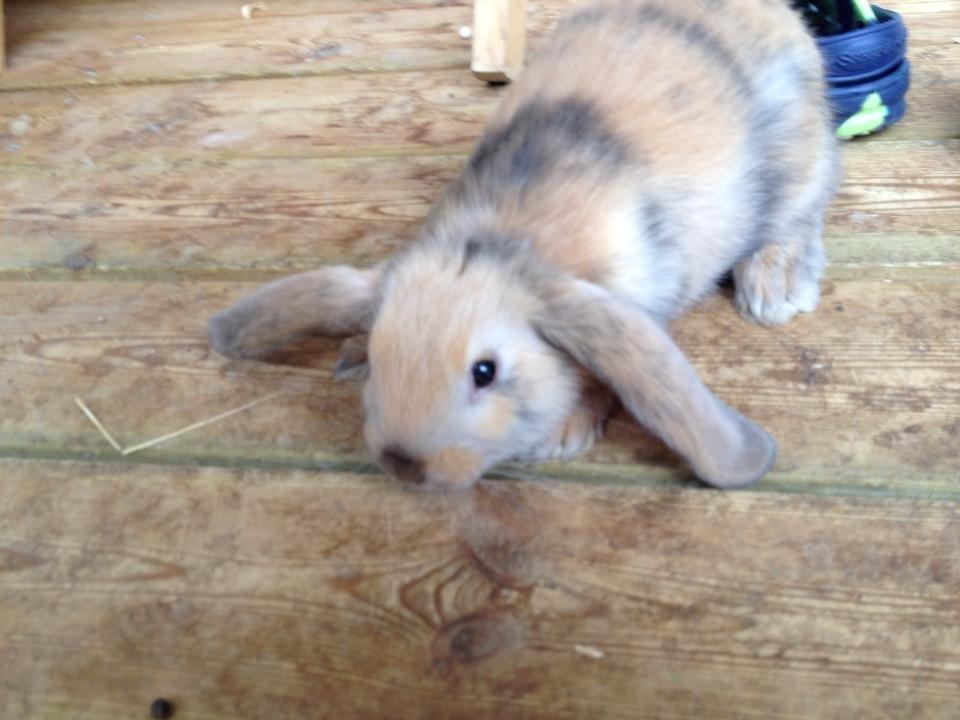 Kanin Prinsesse R.I.P billede 11