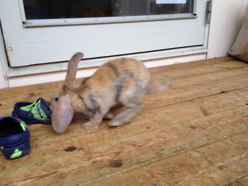 Kanin Prinsesse R.I.P billede 12