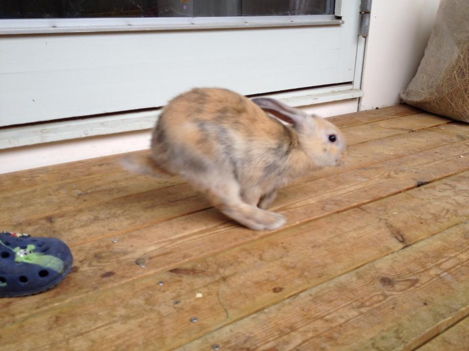 Kanin Prinsesse R.I.P billede 13