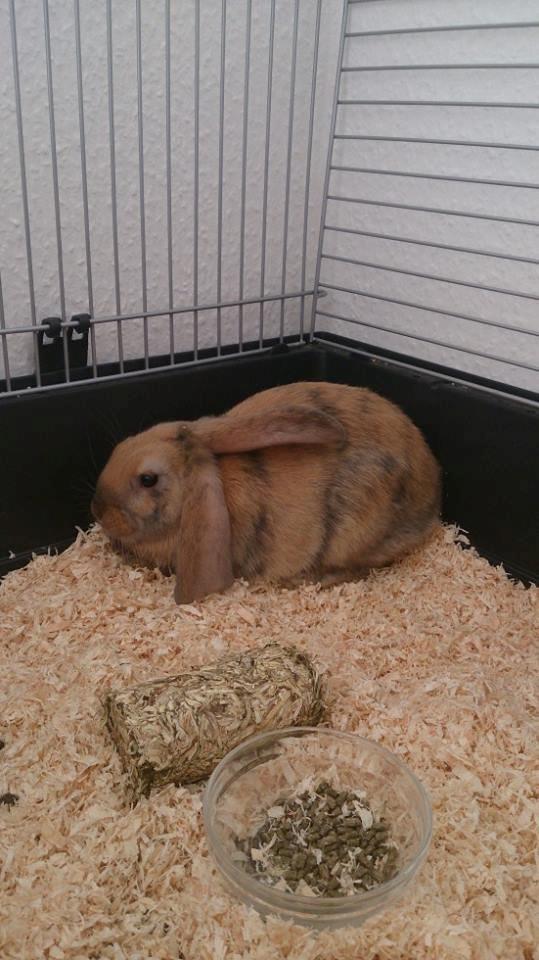 Kanin Prinsesse R.I.P billede 1