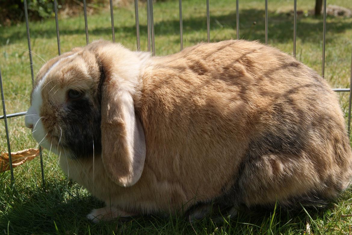 Kanin |DV| Aras´ Piccoli billede 22