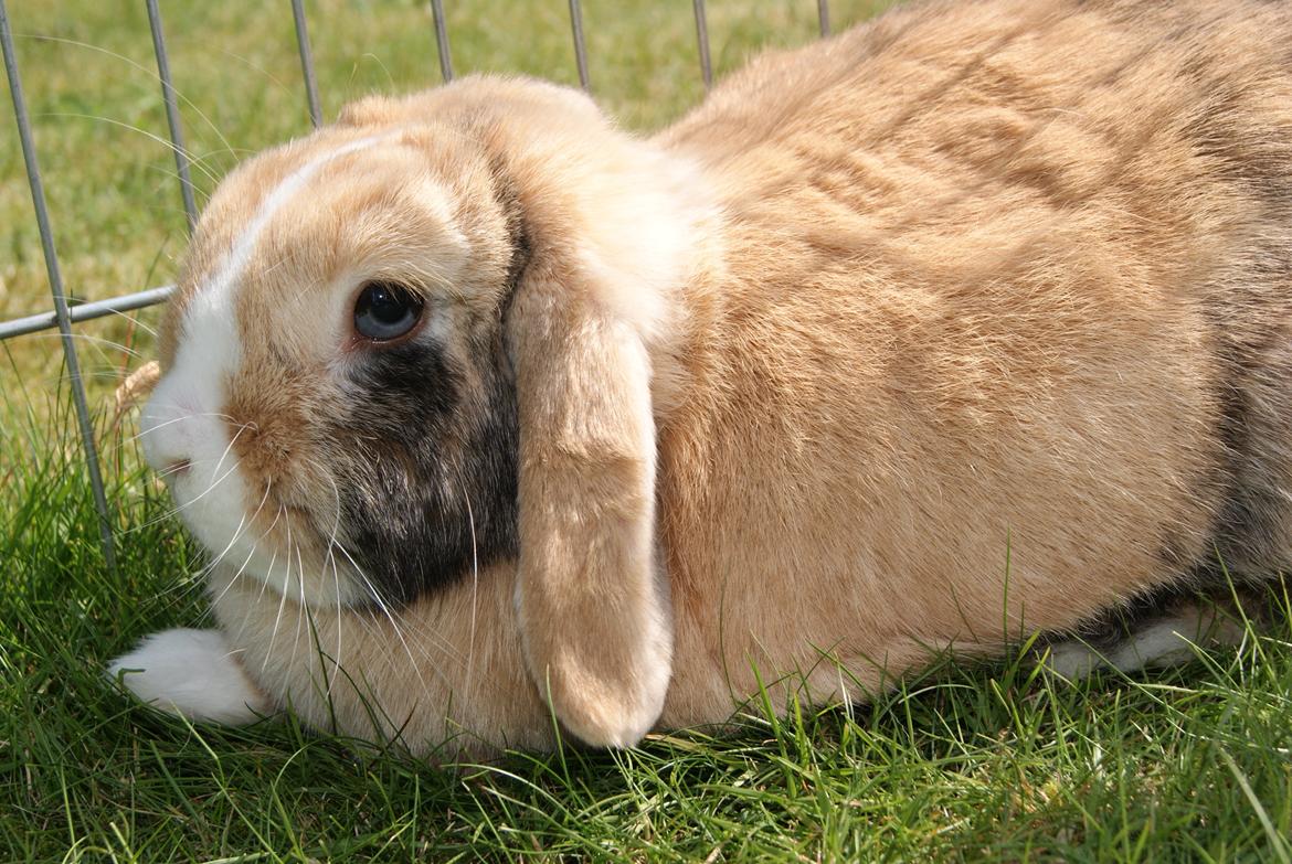 Kanin |DV| Aras´ Piccoli billede 24