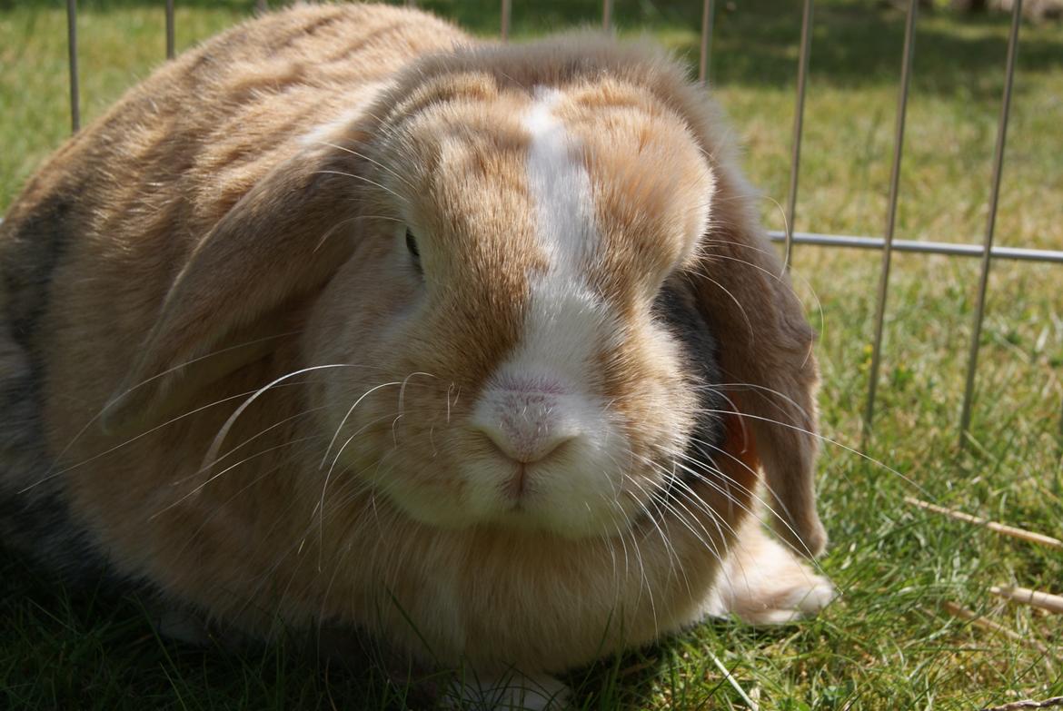 Kanin |DV| Aras´ Piccoli billede 25