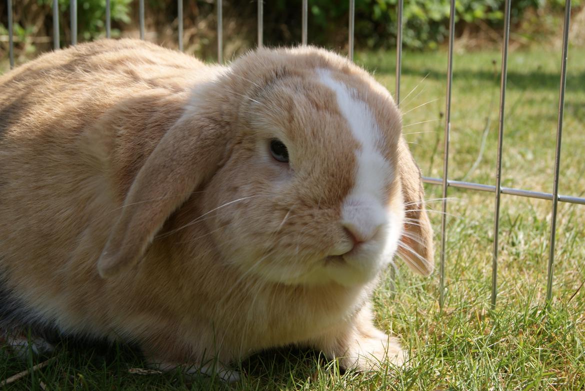 Kanin |DV| Aras´ Piccoli - Sommeren 2013 billede 26