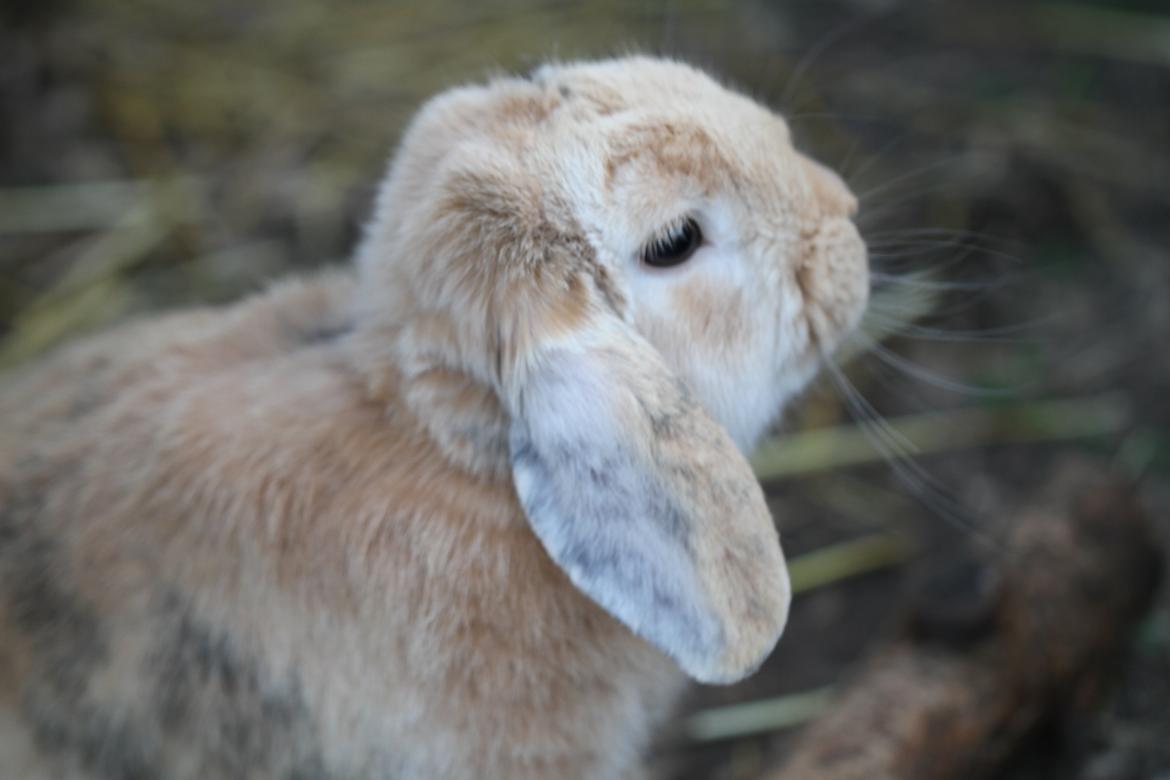 Kanin |DV| Fortunato *Nanse* billede 18