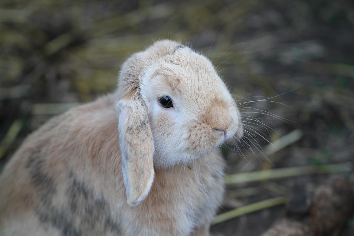 Kanin |DV| Fortunato *Nanse* - Smukke Nanse ! <3 billede 1