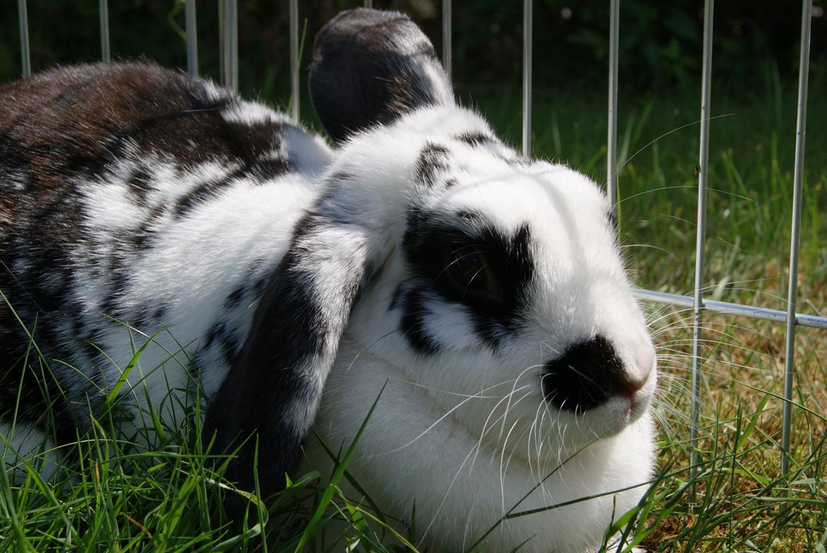 Kanin |DV| Aras´ Kasmira billede 24