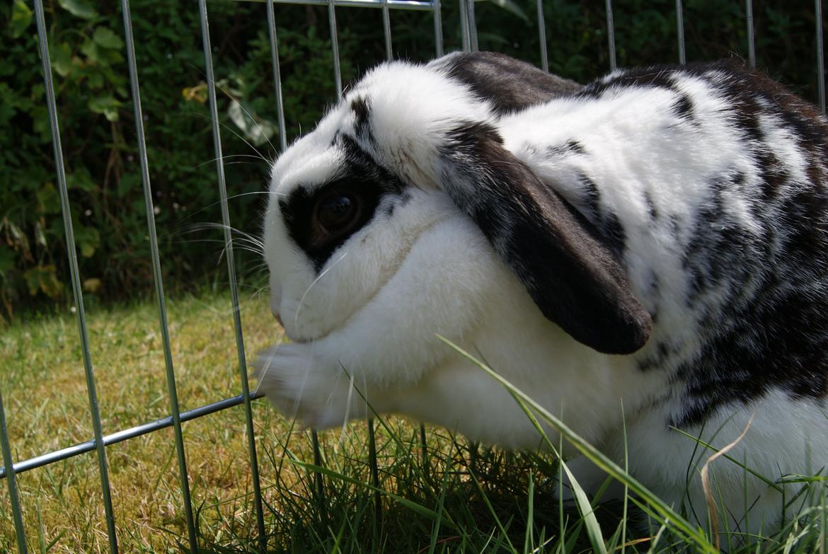 Kanin |DV| Aras´ Kasmira billede 25