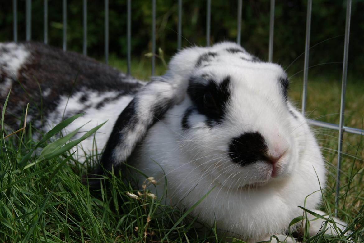 Kanin |DV| Aras´ Kasmira - Smukke Kasmira i sommeren 2013  billede 2