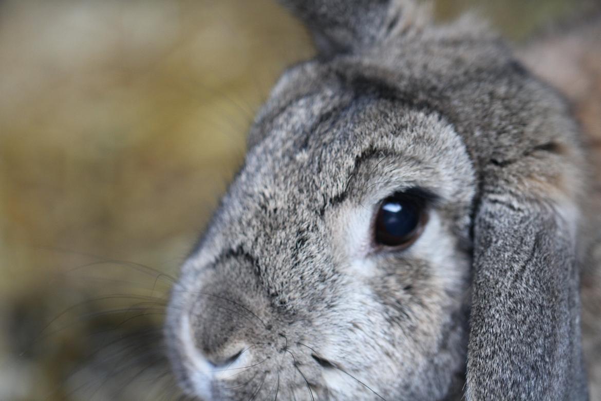 Kanin Ninus - Så skat i år er du så 8 år! Hold da helt op, hvor det gør stærkt! ;)  billede 1