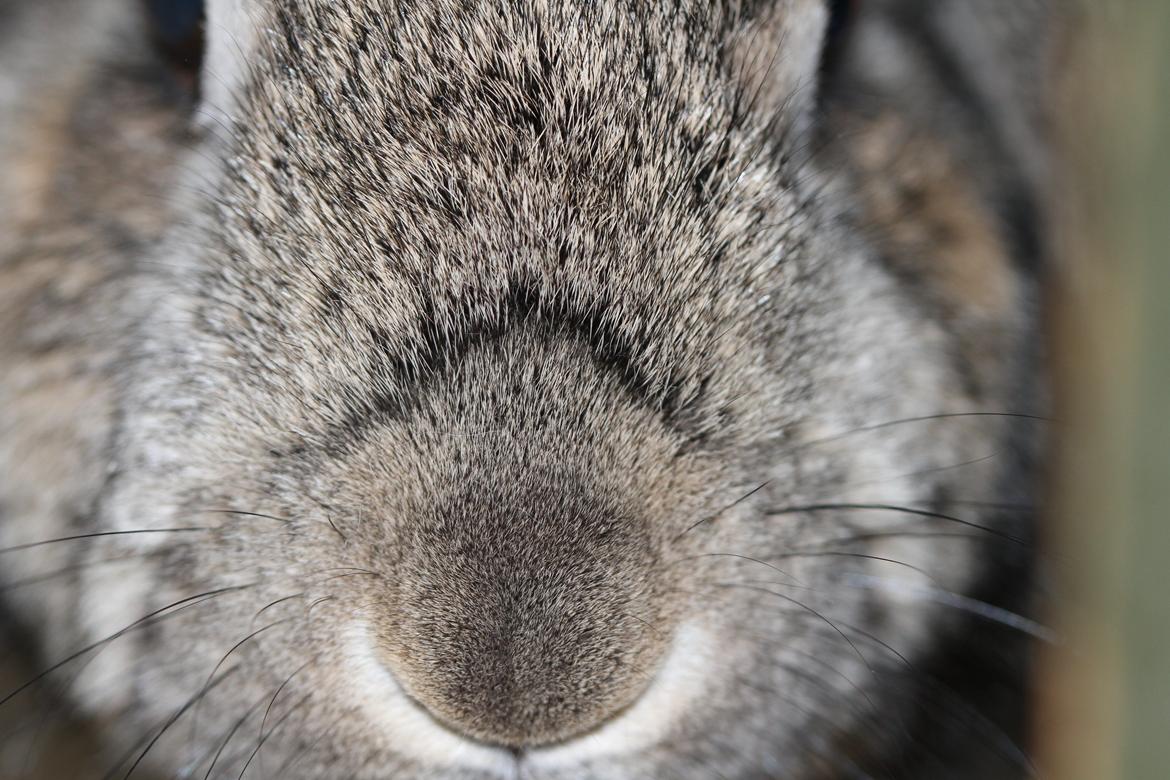 Kanin Ninus - Snude! :) <3  billede 22