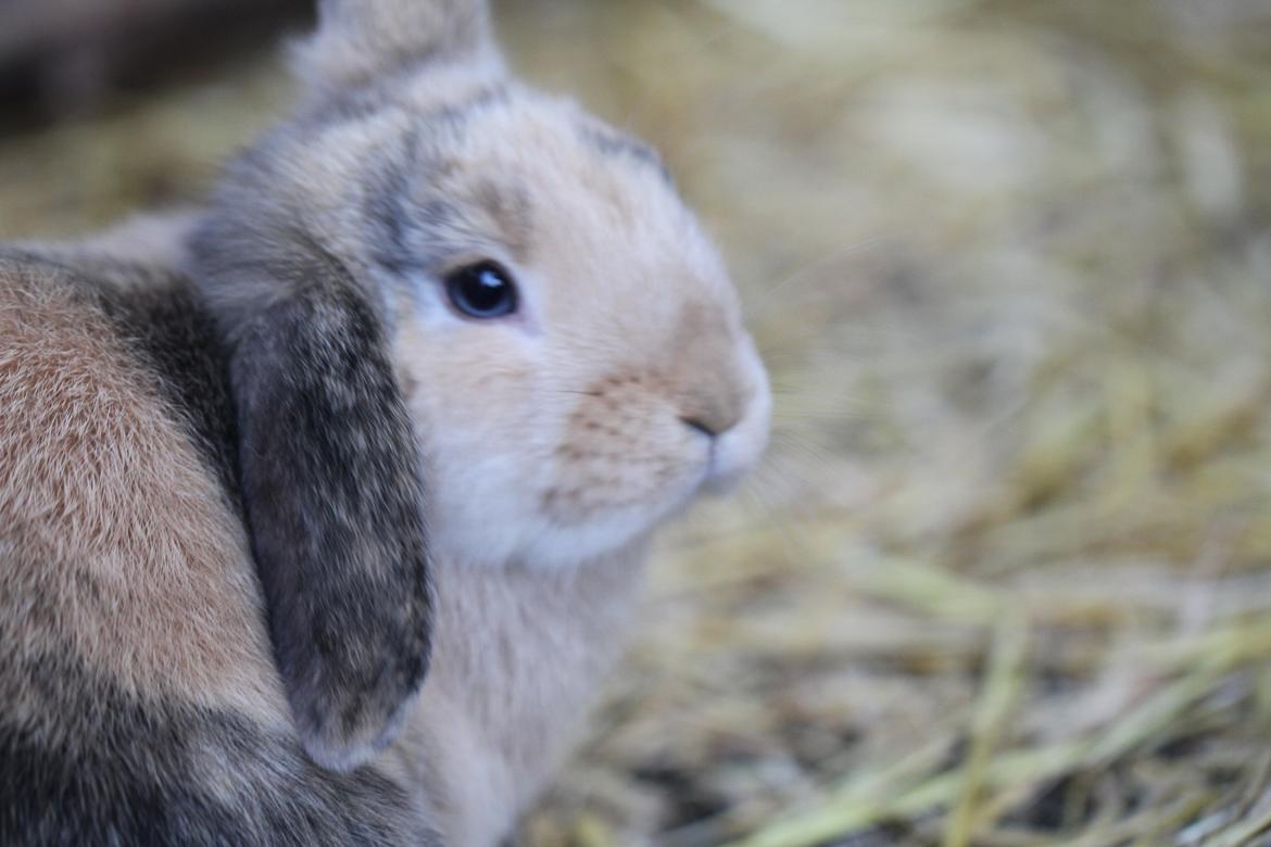 Kanin |DV| Aras´ Prins Petlo - Prinsen <3 billede 14