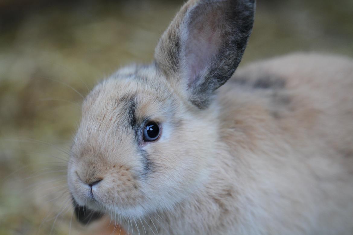 Kanin |DV| Aras´ Prins Petlo - Smukke Petlo billede 1