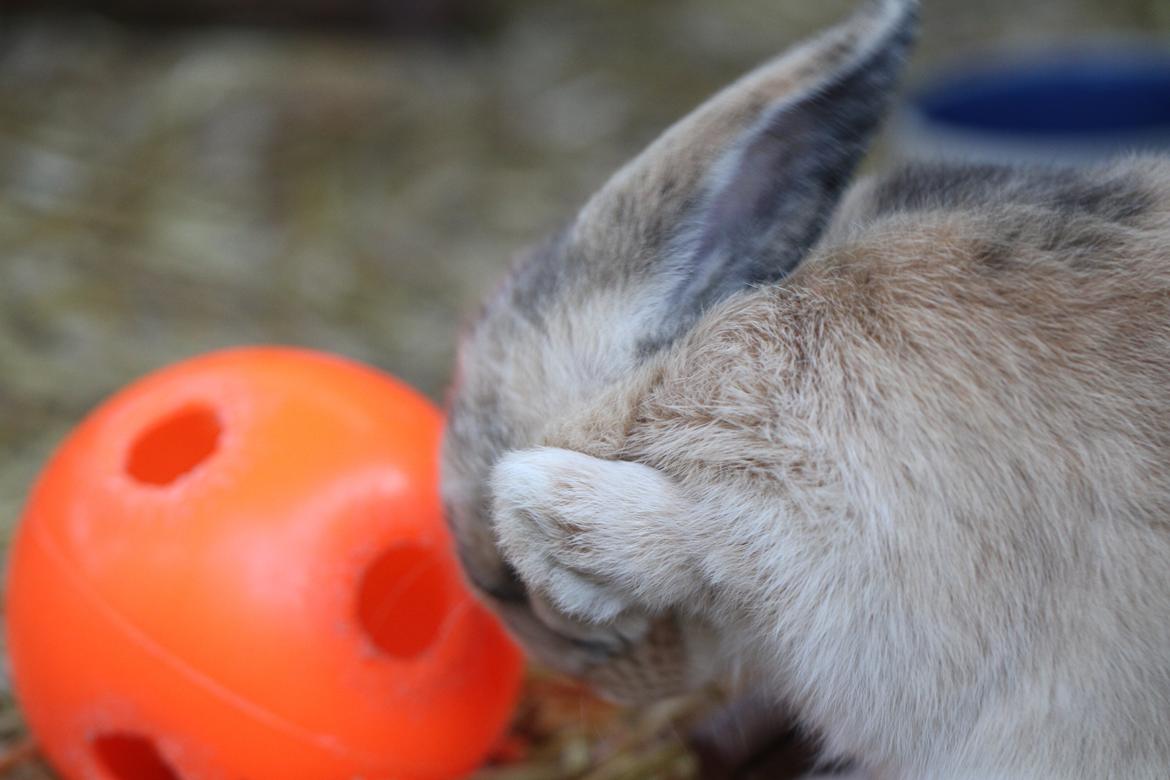 Kanin |DV| Aras´ Prins Petlo - "Ingen kan se mig nu"! <3 billede 15