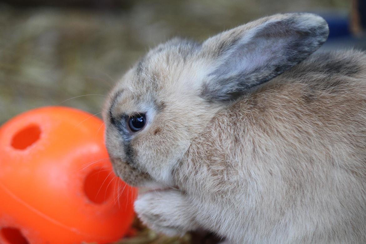 Kanin |DV| Aras´ Prins Petlo billede 16