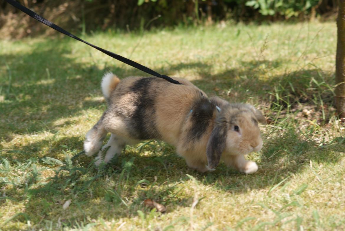 Kanin |DV| Aras´ Prins Petlo - Først gang ude og hoppe i sele :) billede 17