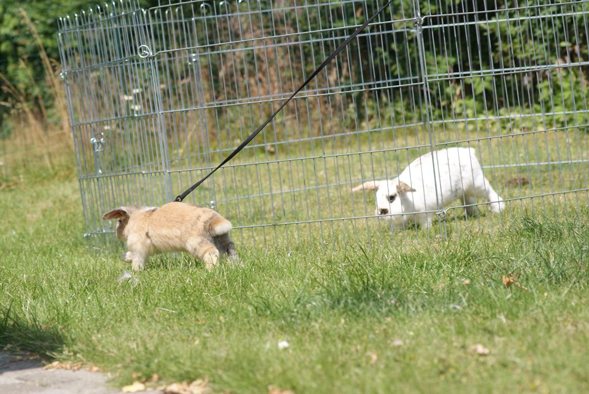 Kanin |DV| Aras´ Prins Petlo - Da var sørme en anden kanin :)  billede 18