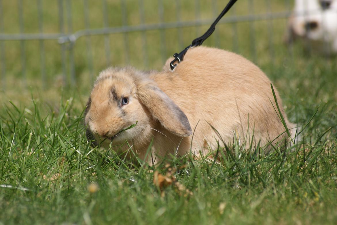 Kanin |DV| Aras´ Prins Petlo billede 19