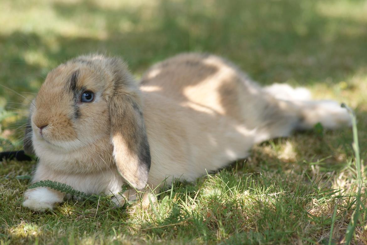 Kanin |DV| Aras´ Prins Petlo - Smukke Petlo, meget træt efter den først tur i selen <3 Han klarede det bare så sejt!!! <3 billede 2