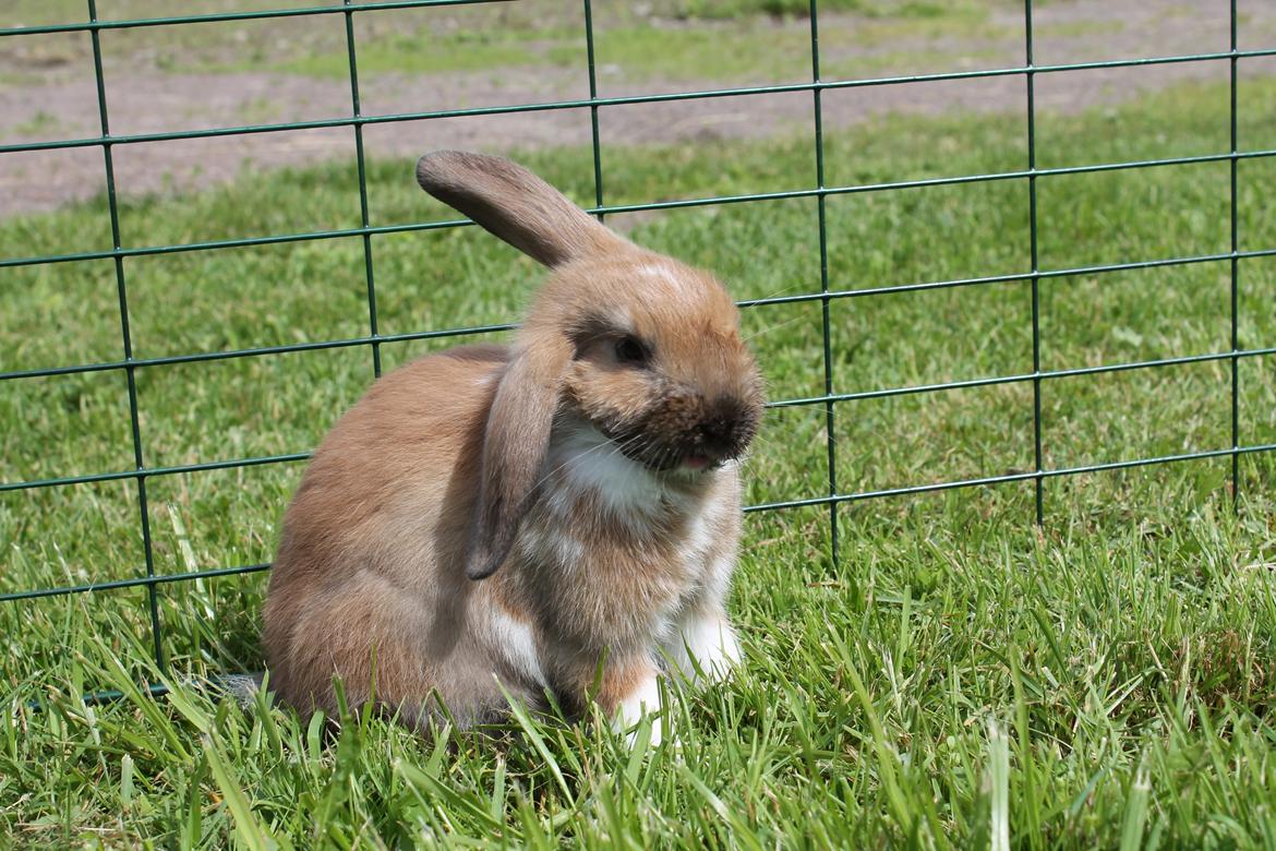 Kanin Shamigos Akitakata av Snöflingan billede 11